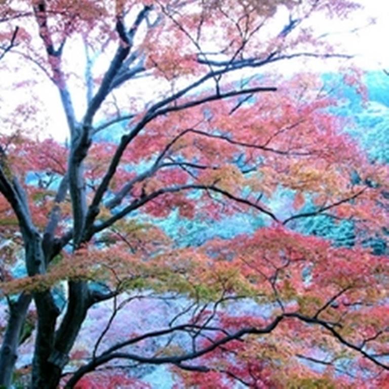 Raku Yado Hana Hana Itō Extérieur photo